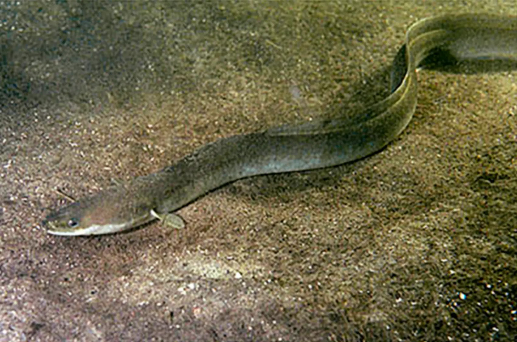 Eel Water Elver