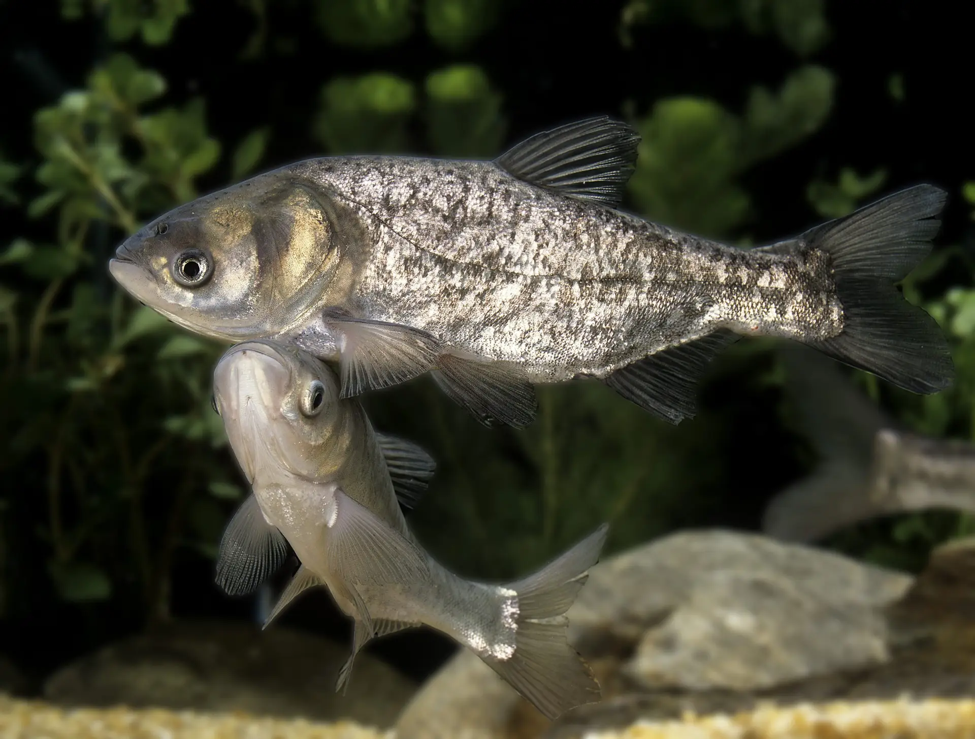 fragile fish hinkley point C